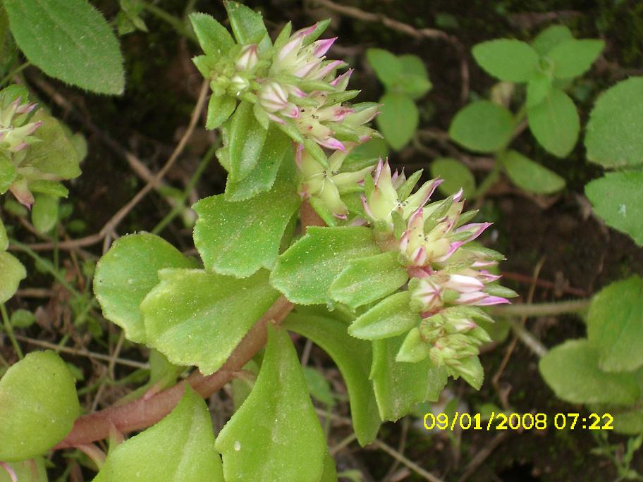 Phedimus stellatus